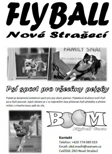 flyball.jpg